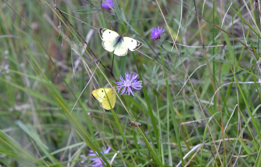 Colias alfacariensis?